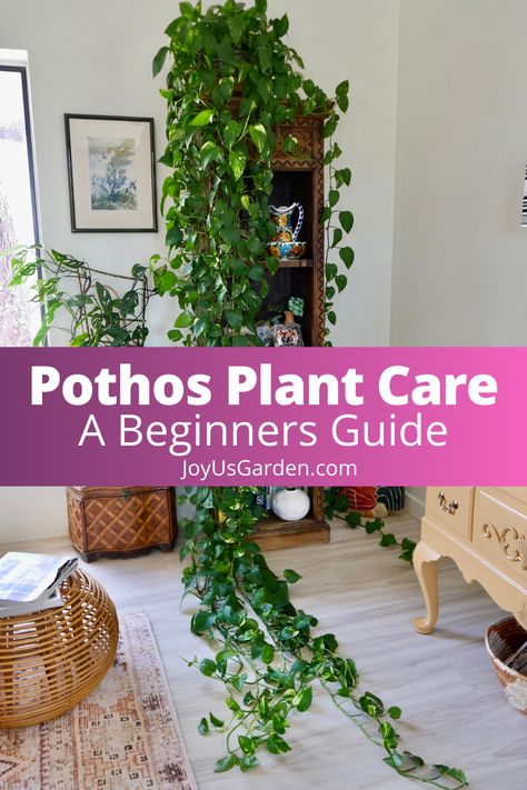 Pothos Leaves Turning Yellow, Pothos Propagation, Hanging Houseplants, Pathos Plant, Pothos Varieties, Inside House Plants, Pothos In Water, Pothos Care, Houseplants For Beginners