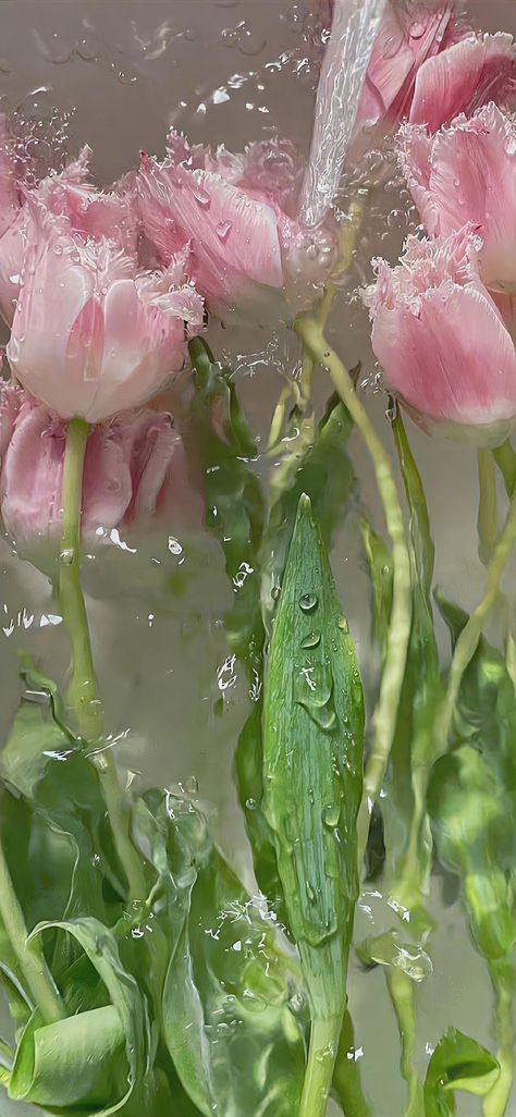 Wet Flowers, Jelly Wallpaper, Water Aesthetic, Phone Decor, Phone Aesthetic, Spring Aesthetic, Minimalist Wallpaper, Water Flowers, Blossom Flower