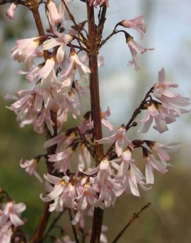 Pink Forsythia (Abeliophyllum distichum Roseum) Abeliophyllum Distichum, Flower Farming, Front Landscaping, Flowering Shrubs, Ornamental Plants, Four Season, Small Budget, Plant Lady, Flower Farm