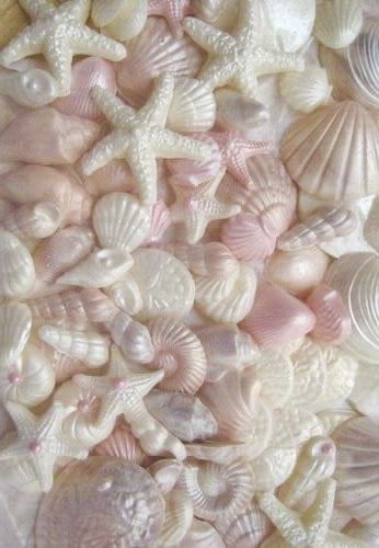 Seashell Wallpaper Aesthetic, Seashell Aesthetic Wallpaper, Aesthetic Seashells Wallpaper, Seashell Pink Aesthetic, Summer Aesthetic Seashells, Coconut Dream, Pink Ocean, Baby Pink Aesthetic, Pink Aura