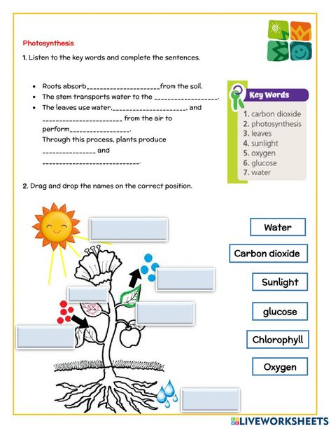 Strawberry Project, Photosynthesis Projects, Photosynthesis Activities, Evs Worksheet, Goals Activities, Photosynthesis Worksheet, Plant Lessons, Plotting Points, Biology Art