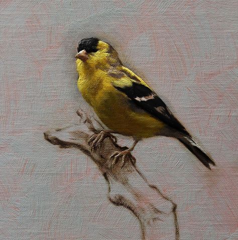 Sarah Margaret Gibson on Instagram: “Portrait of a Goldfinch 🖤✨💛. Oil on linen panel, prepared with my Van Dyckian ground: lead white + ivory black over a transparent layer of…” Bird Painting Gouache, Small Bird Painting, Paintings Of Birds, Bird Oil Painting, Baroque Painting, Oil Painting Inspiration, Moody Art, Instagram Portrait, Wildlife Paintings