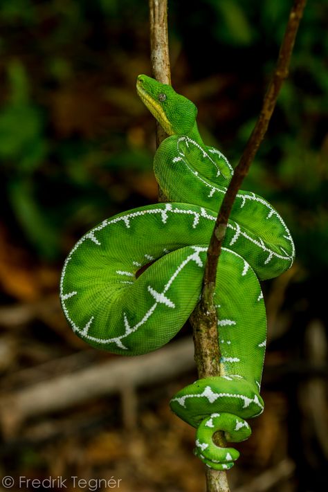 Corallus caninus (Emerald tree boa) | An emerald tree boa, photographed in the nature reserve of Tamshiyacu tahuayo. Emerald Tree Boa, Cool Snakes, Types Of Snake, Colorful Snakes, Cute Reptiles, Cute Snake, Beautiful Snakes, Reptile Snakes, Young Animal