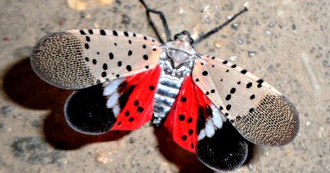 Invasive Bugs Spotted In New Jersey Cause 8 Counties To Go ‘Under Quarantine’ | The Animal Rescue Site Blog Ranch Restaurant, Giant Leopard Moth, Spotted Lanternfly, Lantern Fly, Leopard Moth, Flying Lantern, Flying Tattoo, Tiger Moth, Stink Bugs