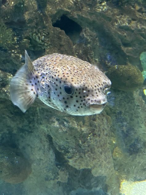 This is the cutest pufferfish ever Pufferfish Aesthetic, Pufferfish Art, Pufferfish Photography, Magic Pufferfish, Job Goals, Green Spotted Puffer Fish, Puffer Fish, Cute Fish, Koi Fish