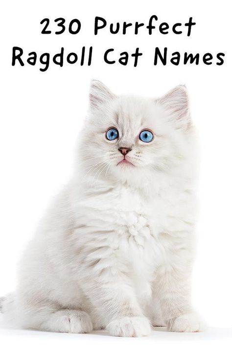 Ragdoll Cat Names, Kitten Names Unique, Kitten Names Girl, White Ragdoll Cat, Ragdoll Cat Breeders, Cat Breeds Ragdoll, Funny Cat Names, Ragdoll Cat Breed, Cute Cat Names