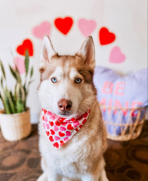 Doggie Valentines, Valentines Portraits, Vday Aesthetic, Pet Valentines, Dog Den, Dogs Clothes, Valentine Dog, Dogs Stuff, Photoshoot Backdrops