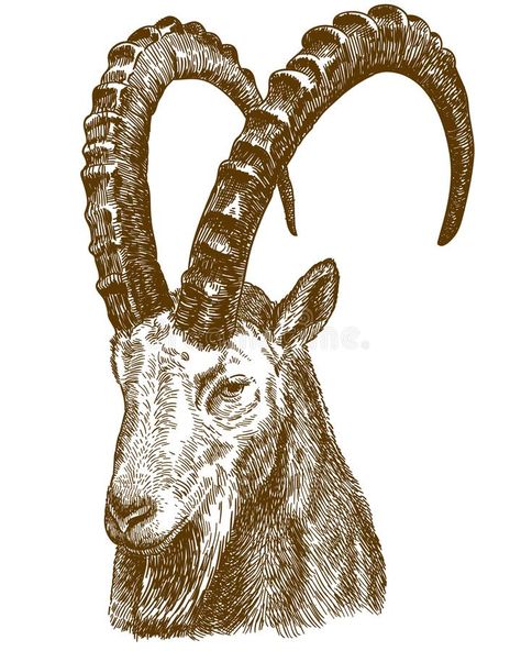 Ibex Goat, Engraving Drawing, Pineapple Vector, Wild Animals Vector, Capricorn Tattoo, Owl Vector, Logo Animal, Mountain Goat, Celtic Art