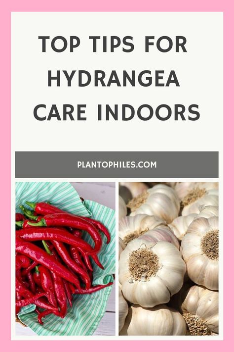 Top tips for hydrangea care indoors banner above a photo of red chili peppers on a green plate next to a cluster of garlic bulbs. Hydrangea In Pots, Hydrangea Care, Rabbit Eating, Hydrangea Garden, Planting Hydrangeas, Inside Plants, Home Inside, Flowering Plants, Beautiful Blooms