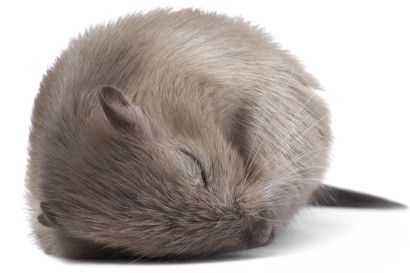 Researchers find neural switch that turns dreams on and off Sleeping Mouse, Dumbo Rat, Sleeping Animals, Brain Stimulation, Rem Sleep, Pet Rats, Sleep Deprivation, Cat Sitting, Woodland Creatures