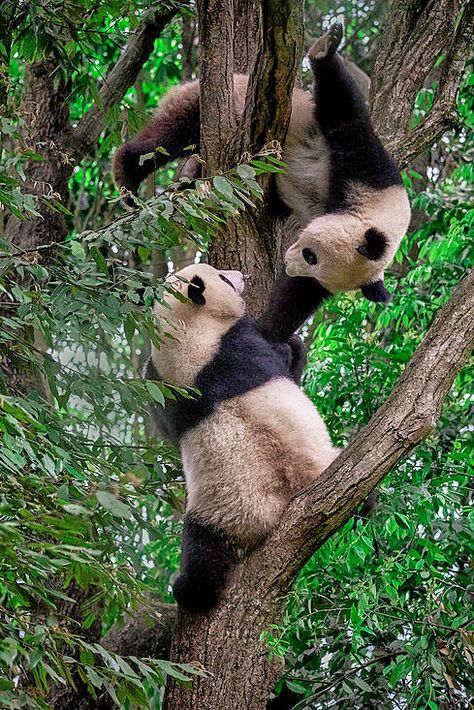 Giant Panda (Ailuropoda melanoleuca) / Panda géant / Image by ClickAlps from lookphotos.com Giant Panda Bear, Raccoon Family, Giant Pandas, Tropical Animals, Panda Love, Giant Panda, Panda Bear, Reptiles, Habitat