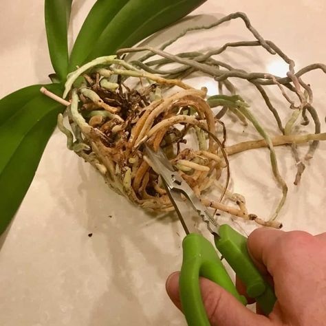 Repotting Orchids, Indoor Orchids, Orchid Plant Care, Orchid Roots, Garden Problems, Cast Iron Plant, Orchid Bark, Household Plants, Growing Orchids