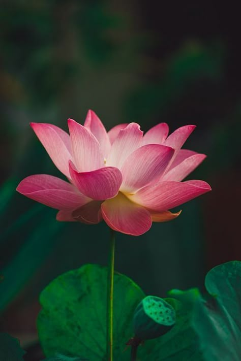 beautiful lotus flower Lotus Flower Real, Real Lotus Flower, Spa Ceylon, Lotus Flower Images, Micro Photography, Lotus Painting, Colour Theory, Flowers Photo, Print Inspiration