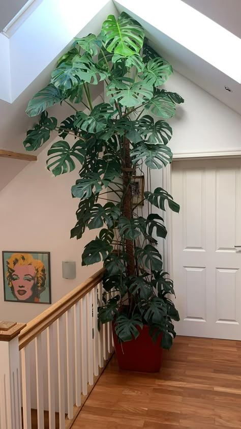 Indoor Garden Apartment, Monstera Wall, Monstera Plants, Rainforest Plants, Herb Garden Design, Hanging Plant Wall, Vertical Garden Diy, Home Garden Plants, Houseplants Indoor