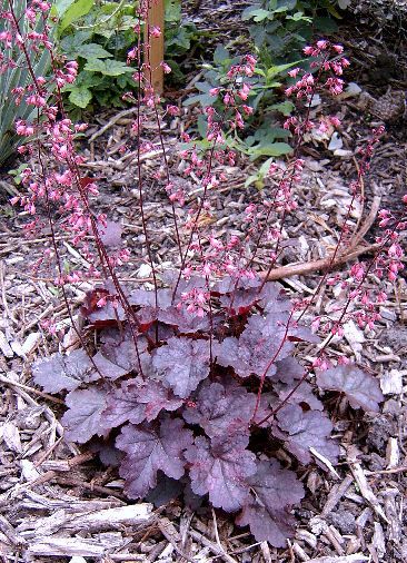 heuchera midnight rose - Google Search Heuchera Midnight Rose, Purple Flowering Plants, Coral Bells Heuchera, Rose Mirror, Midnight Rose, Gothic Garden, Coral Bells, Purple Garden, Wild Rose