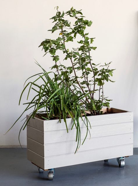 Who doesn’t love a planter on wheels? Our rolling container garden is an easy DIY project you can make in under an hour (plus the time it takes for the paint to dry). Planter On Wheels, Patio Planter Boxes, Indoor Planter Box, Diy Wooden Planters, Diy Planter, Diy Planter Box, Wooden Planter Boxes, Patio Planters, Plant Box