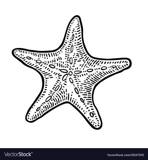 Fish Outline Drawing, Sea Tattoo, Applique Pillows, Star Illustration, Vinyl Record Art, Engraving Illustration, Graphic Style, Sea Star, Star Tattoos