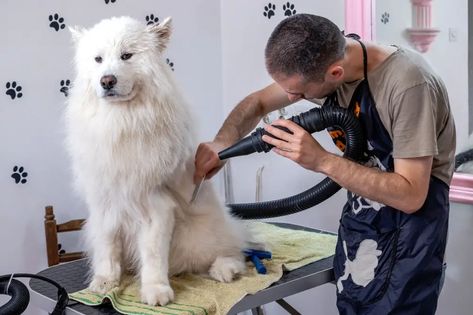 Having that gorgeous fluffy white coat doesn’t stay like that just by itself. That means that just as humans need to visit a professional to try and do their haircut, it is the same in the animal world too. Especially if your dog goes to dog shows! However, does that mean Samoyeds need professional grooming too? Samoyed Haircut, Samoyed Grooming, Grooming Style, As Humans, Animal World, White Coat, Grooming Tools, Dog Show, Hair Cuts