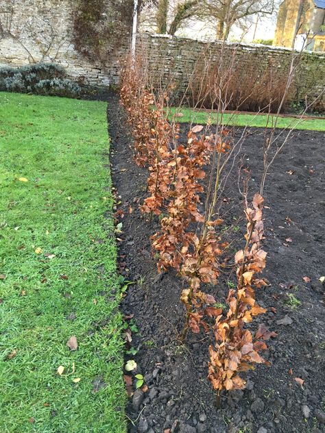 Beech Hedging, Big Gardens, Fencing Panels, Beech Hedge, Landscape Details, Fagus Sylvatica, Walkway Landscaping, Hedging Plants, Big Garden