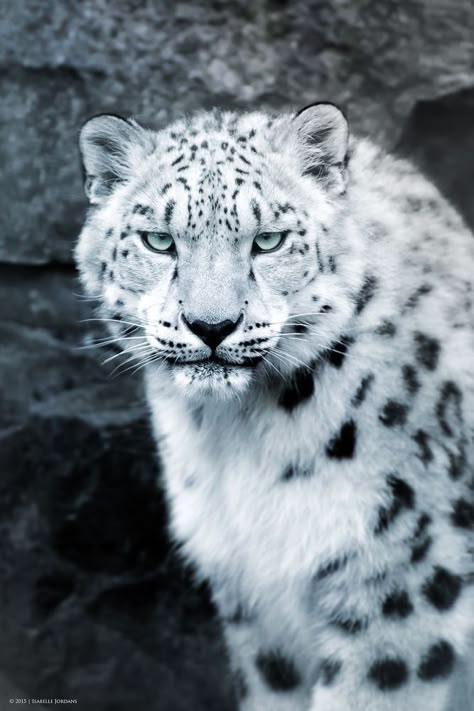 Snow Panther, Snow Leopard Tattoo, Leopard Tattoos, Leopard Art, Wild Animals Pictures, Animal Print Wallpaper, Most Beautiful Animals, Wild Creatures, Snow Leopard