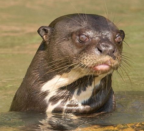 Giant Otter, Giant River Otter, Otter Tattoo, Elephant Shrew, River Otters, Otters Cute, Sea Otters, American Animals, River Otter