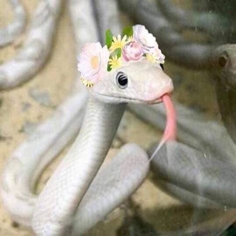 Cute White Snake, Snakes With Hats, Funny Animal Art, Drawing Bird, Baby Snakes, Pretty Snakes, Scary Animals, Photos Aesthetic, Cute Reptiles