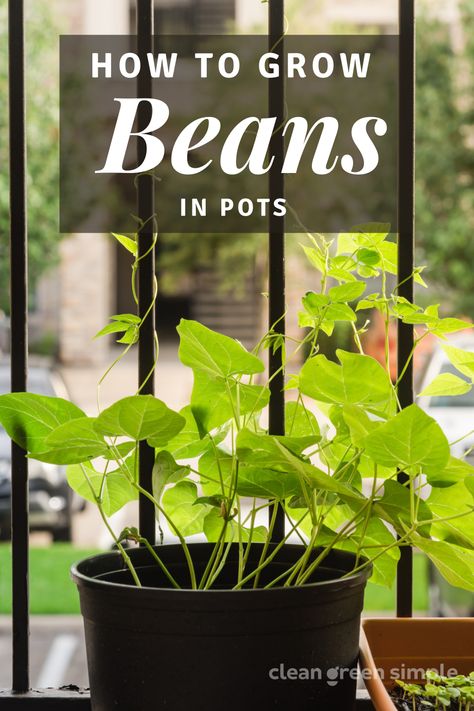 How to grow beans in containers and pots: Beans, whether bush or pole, don’t require a lot of soil and tend to grow very well in confined spaces. Learn how to grow beans in pots with these seven tips. Beans In Pots Growing, How To Grow Beans In A Pot, Growing Green Beans In A Container, Growing Pole Beans, Growing Beans In Containers, Growing Beans In Garden, Bush Beans Growing, Growing Bush Beans, Planting Green Beans