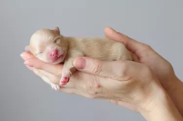 How to Birth a Puppy When the Sac has Broken | Cuteness Pet Photography Poses, Newborn And Dog, Dog Foto, Puppy Litter, Cute Bulldog Puppies, German Spitz, Puppy Photography, Newborn Puppies, Dog Photoshoot