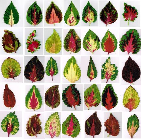 Sampler of last year’s coleus leaves. I’ve been cleaning chaff from my coleus seed harvest, dreaming of next year’s new plants. When I’m finished the tedious task, I’l… Coleus Plants, Types Of Leaves, Shade Plants, Gardening For Beginners, Shade Garden, Outdoor Plants, Leaf Shapes, Garden Paths, Tropical Plants