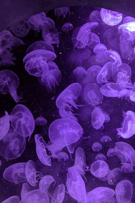 Dark Purple Icon Aesthetic, Pookie Wallpapers, Purple Jellyfish, Jellyfish Pictures, Jellyfish Photography, Genos Wallpaper, Purple Aesthetic Background, Pink Jellyfish, Teen Stuff