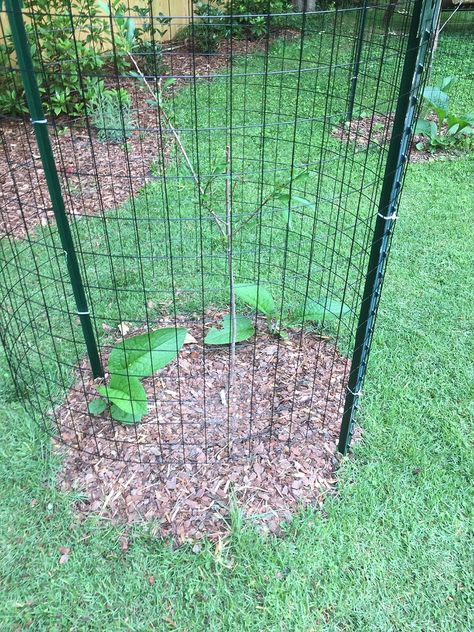 We went away for a couple of days last week and I arrived home to deer induced fruit tree carnage. They ate most of the growth off of my young apples, pears and plums and broke a number of limbs. Prior to the carnage these trees were growing like mad and filling out really nicely. My results so far with plantskydd have been spotty so I ventured off to Lowe’s and $200 later I have 10’ wire circles surrounding all of my young trees: The deer didn’t touch my peaches which was a bit of a surpris Fruit Tree, Fruit Garden, Fruit Trees, Apples, Deer, Trees, Fruit