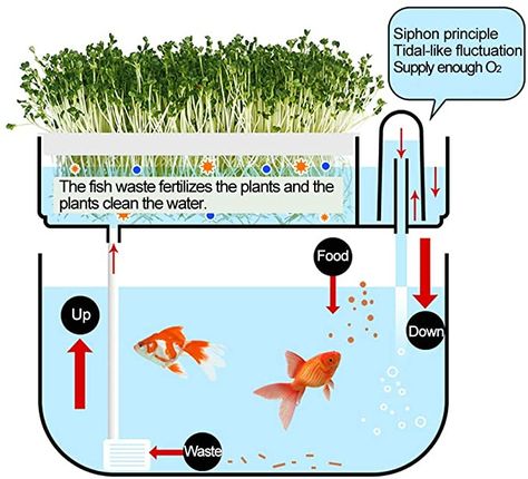 Ecosystem Aquarium, River Plants, Smart Gardening, Seed Sprouter, Tank Plants, Hydroponic Garden, Inside Garden, Aquaponic Gardening, Aquarium Stand