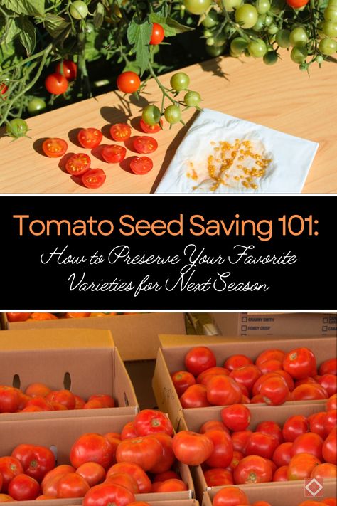 Discover the importance of saving tomato seeds for biodiversity and future harvests. 🍅 Our step-by-step guide will help you preserve your favorite tomato varieties and ensure a bountiful garden next season. Saving Tomato Seeds, Tomato Seed, Saving Seeds, Tomato Varieties, Home Grown Vegetables, Thriving Garden, Indoor Plant Care, Types Of Vegetables, Seed Saving