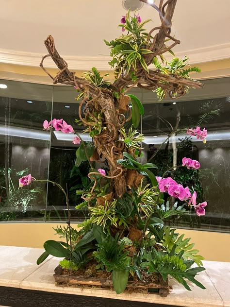 Orchid Window Display, Large Orchid Planter, Indoor Orchid Display, Orchid Planting Ideas, Orchid House Ideas, Orchid Display Ideas, Mounting Orchids, Orchid Aesthetic, Orchid Room