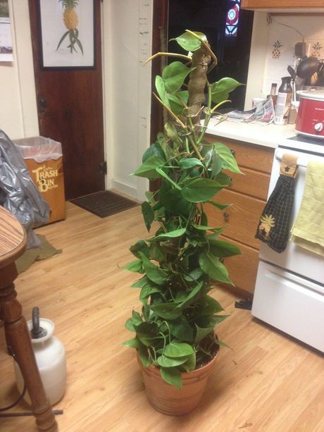 How to add a pole to your philodendron Pothos Pole Diy, Philodendron Potting Ideas, Philodendron Trellis, Pothos Trellis Indoor Diy, Diy Pothos Trellis, Pothos Trellis, Ivy Plant Indoor, Flower Topiary, Indoor Plant Trellis