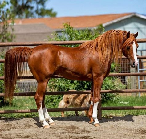 Horse Arabian, Spirit Horse Movie, Arabian Horse Photography, Arabian Horse Jumping, Horse Movies, Horse Markings, Horse Coat Colors, Horse Games, Horse Mane