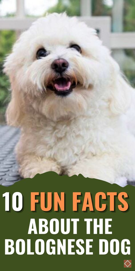 The Bolognese dog is a little-known gem among small dog breeds. Its friendly nature and beautiful white coat make it stand out among other dog breeds. If you’re looking for a sweet and playful companion dog, the Bolognese is perfect for you! With its low-shedding coat, it’s also a great choice for people with allergies. Learn all 10 fun facts about this breed and save this pin for later! Bolognese Dog, 10 Fun Facts, Dog Fun, Delicious Pasta, Catherine The Great, Companion Dog, Lap Dogs, Different Dogs, White Coat