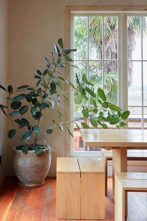 Ficus trees and plants for indoor gardening — FLORA GRUBB GARDENS Ficus Audrey, Flora Grubb, Indoor Tree, Elephant Ear Plant, Tillandsia Air Plant, Ficus Lyrata, Ficus Tree, Indoor Trees, Leafy Plants