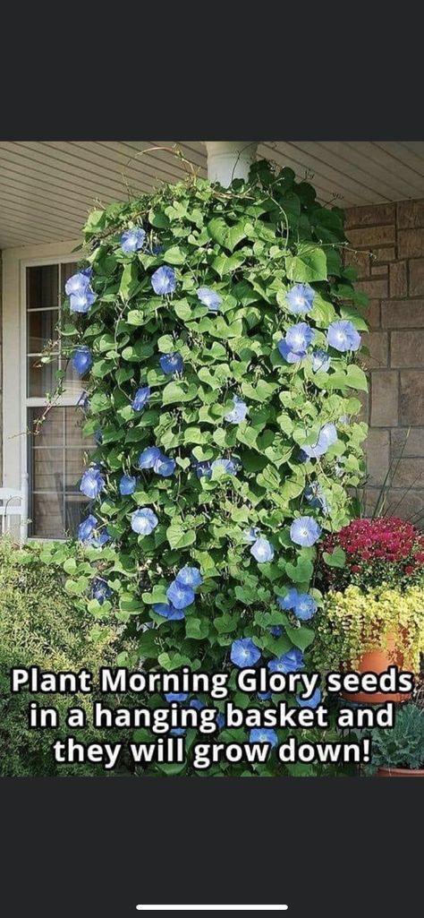 Morning Glory Seeds, Dream Yard, Hanging Basket, Outdoor Planters, Morning Glory, Container Plants, Hanging Baskets, Garden Inspiration, Container Gardening