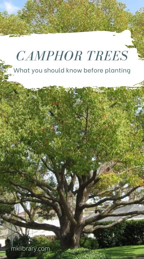 These trees stay green year long, provide plenty of shade, emit a fragrant minty smell and are just one of those trees you want to go up and give a good hug. Given the right setting and owner, the camphor can become a wonderfully beautiful shade tree for those willing to put in the effort. Planting A New Tree, Best Trees For Homestead, Texas Trees Fast Growing, Cape Chestnut Tree, Best Shade Trees, Camphor Tree, Cinnamomum Camphora, Missing Mom, Growing Trees