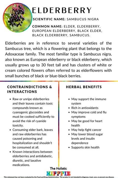 Elderberries are in reference to several varieties of the Sambucus tree, which is a flowering plant that belongs to the Adoxaceae family. The most familiar type is Sambucus nigra, also known as European elderberry or black elderberry, which usually grows up to 30 feet tall and has clusters of white or cream-colored flowers often referred to as elderflowers with small bunches of black or blue-black berries. Latin Spells, Benefits Of Elderberry, Sambucus Nigra, Passionate Person, Herbal Magic, Common Names, Table Of Contents, Medicinal Herbs, How To Better Yourself