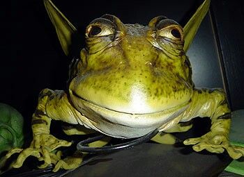 This is one ugly frog/toad lol Frogs, Google Search