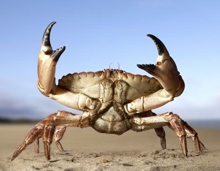 . Rock Crab, Crab Art, Beach School, Childrens Library, School Theme, Lunar Cycle, All Zodiac Signs, Crustaceans, Rock Pools