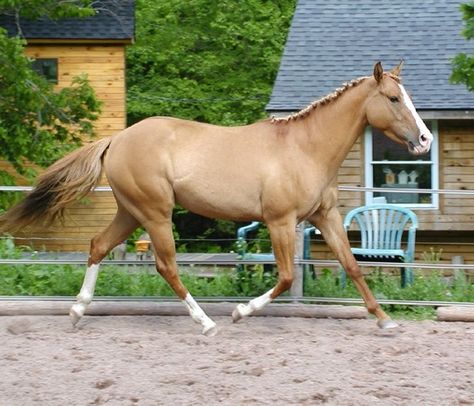 Palomino Quarter Horse Mare, Tobiano Horse, Perlino Horse, Palomino Quarter Horse, Quarter Horse Mare, Mare Horse, Horse Colors, Billy The Kids, How He Loves Us