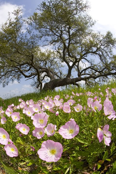 Pink evening primrose: Elegant and helpful 'pink lady' - CGTN Pink Evening Primrose, Primrose Flowers, Evening Primrose Flower, Primrose Flower, Favorite Flower, Attract Butterflies, Evening Primrose, Beautiful Flowers Pictures, Sweet Fragrances