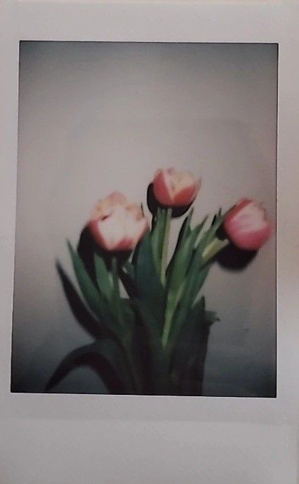 Pink Tulips Pink And White Tulips Aesthetic, Tulips Vintage, Tulips Aesthetic, Phone Cover Stickers, Cover Stickers, Flower Therapy, White Tulips, Pink Tulips, Aesthetic Themes