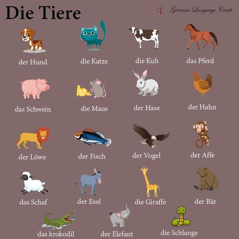 Animal Vocabulary, Study German, German Study, German Phrases, Germany Language, Learning Languages Tips, German Grammar, Learn Languages, German Language Learning