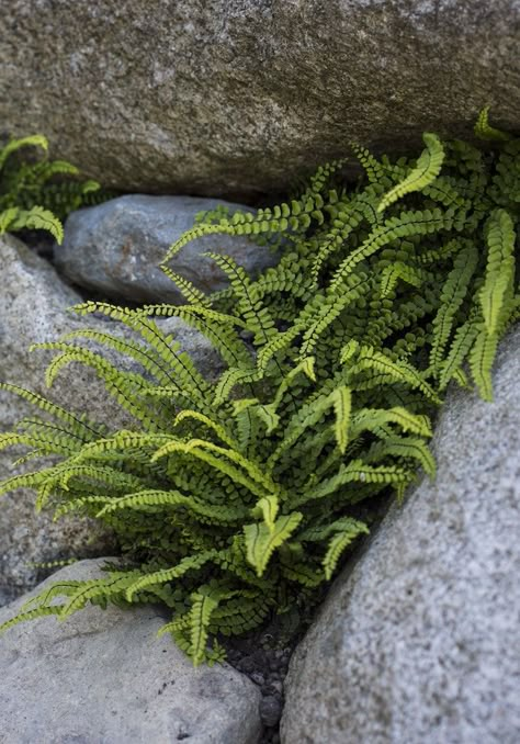 Sneak Peek: Garden Design Magazine’s Wild Gardens Fern Rock Garden, Fern In Garden, Fern Garden Design, Asplenium Trichomanes, Garden Ferns, Wild Gardens, Ferns Garden, Gardens Design, Coastal Gardens