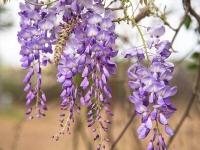 Gardenia Trees, American Wisteria, Hydrangea Tree, Wisteria Plant, Weeping Cherry Tree, Eastern Redbud, Myrtle Tree, Wisteria Tree, Purple Wisteria