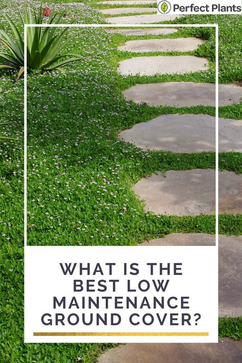 What is the best low maintenance ground cover| Perfect Plants Ground Cover For A Hillside, Easy Ground Cover Ideas, Zone 9 Ground Cover Drought Tolerant, Ground Cover Around Pool, Front Yard Ground Cover, Outdoor Ground Cover Ideas, Yard Ground Cover Ideas, Stepping Stones With Ground Cover, Jasmine Ground Cover Ideas